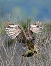 Female snail kite slamming on brakes as its about to hit the water for an apple snail