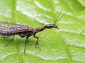 Close-up of a female snakefly, Agulla adnixa, cECP 2019