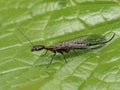 P1010007 side view of a female snakefly, Agulla adnixa, on a leaf cECP 2019