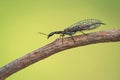 Female of the snakefly Phaeostigma notata in Czech Republic