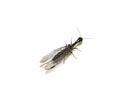 Female snakefly Phaeostigma notata isolated