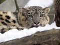 Female snow leopard Uncia uncia, watching snowy surroundings Royalty Free Stock Photo