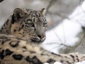 Female snow leopard Uncia uncia, watching snowy surroundings Royalty Free Stock Photo