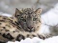 Female snow leopard Uncia uncia, watching snowy surroundings Royalty Free Stock Photo