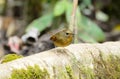 Female snowy-browed flycatcher