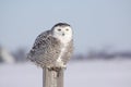 Female Snowy Owl Royalty Free Stock Photo