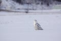 Female Snowy Owl Royalty Free Stock Photo