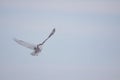 Female Snowy Owl Royalty Free Stock Photo