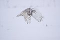Female Snowy Owl Royalty Free Stock Photo