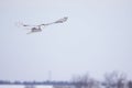 Female Snowy Owl Royalty Free Stock Photo