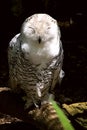 Female Snowy Owl Royalty Free Stock Photo