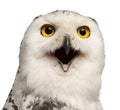 Female Snowy Owl, Bubo scandiacus, 1 year old