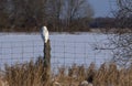 A Female Snowy owl Bubo scandiacus perched on a wooden post at sunset in winter in Ottawa, Canada Royalty Free Stock Photo