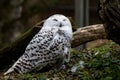 A female snowy owl in captivity Royalty Free Stock Photo