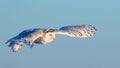 Female Snowy Owl in Flight Royalty Free Stock Photo