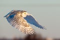 Female Snowy Owl in Flight Royalty Free Stock Photo