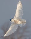 Female Snowy Owl in Flight Royalty Free Stock Photo