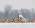 Female Snowy Owl