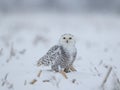 Female Snowy Owl