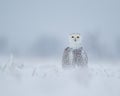 Female Snowy Owl