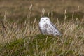 Female snowy owl that sits in the tussock tundra in the sunny