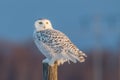 Female Snowy Owl Royalty Free Stock Photo