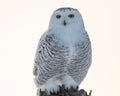 Female Snowy Owl Royalty Free Stock Photo