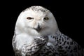 Female Snowy owl.
