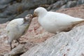 Female Snowy Sheathbill or Chionis albus chicks