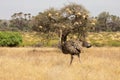 Female Somali ostrich, Struthio camelus molybdophanes, in northern Kenya landscape with acacia tree and bird nests in background Royalty Free Stock Photo