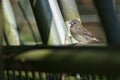 Female Song Sparrow on Fence