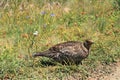 Female Sooty Grouse, Dendragapus fuliginosus, in Alpine Meadows, Olympic National Park, Washington State, USA Royalty Free Stock Photo