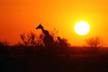 The female of South African giraffe or Cape giraffe Giraffa camelopardalis giraffa with young one in sunset with orange and Royalty Free Stock Photo