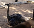 Female South African ostrich (Struthio camelus australis) resting in a zoo : (pix Sanjiv Shukla) Royalty Free Stock Photo