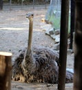 Female South African ostrich (Struthio camelus australis) resting in a zoo : (pix Sanjiv Shukla) Royalty Free Stock Photo