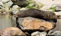 Female South American Fur Seal resting Royalty Free Stock Photo
