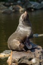 Female South American Fur Seal resting Royalty Free Stock Photo