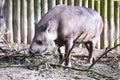 Female South American tapir, Tapirus terrestris, Royalty Free Stock Photo