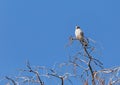 Female Southeastern American kestrel Falco sparverius paulus perches on a tree Royalty Free Stock Photo