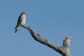 Female Southeastern American kestrel Falco sparverius perched Royalty Free Stock Photo