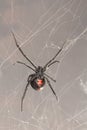 Female southern black widow spider Royalty Free Stock Photo