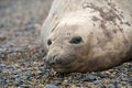 Female southern elephant seal, copy space.