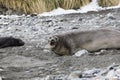 Female Southern Elephant seal with her pup on Fortuna Bay, South Georgia, Antarctica Royalty Free Stock Photo