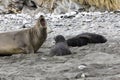 Female Southern Elephant seal with her pup on Fortuna Bay, South Georgia, Antarctica Royalty Free Stock Photo