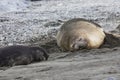 Female Southern Elephant seal with her pup on Fortuna Bay, South Georgia, Antarctica Royalty Free Stock Photo