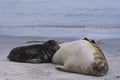 Female Southern Elephant Seal suckling her pup in the Falkland Islands Royalty Free Stock Photo