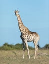 Female Southern Giraffe, Botswana Royalty Free Stock Photo