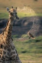 Female southern giraffe dribbles water over bird Royalty Free Stock Photo