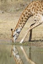 Female Southern Giraffe drinking, South Africa (Giraffa camelopardalis)