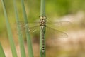 Female southern hawker, Aeshna cyanea, dragonfly just emerged from the nymph-cuticle in Czech Republic Royalty Free Stock Photo